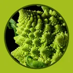 Mathematics is everywhere icon