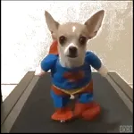 LIve Dog GIF Wallpaper icon