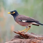 Myna Bird Calls icon