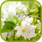 Flowering pear Wallpaper icon