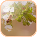 Flowering cherry Wallpaper icon