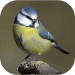 Birds of Britain icon