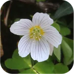 Flowers of Britain icon