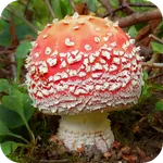 Fungi of Britain icon
