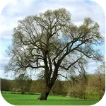 Trees of Britain icon