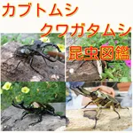 カブトムシクイズ・クワガタムシクイズ・最強クイズアプリ icon