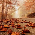 Autumn Wallpaper icon