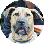 Ross Hannam's Fetch icon