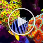 OCEAN FISH LIVE WALLPAPER 4K icon