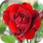 Roses - garden and grow icon