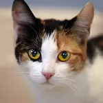 Talking Calico Cat icon