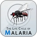 The Life Cycle of Malaria icon