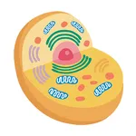 Cell Organelles icon