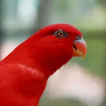 Suivi Graphique icon