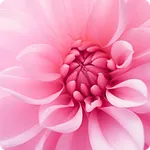 Pink Wallpapers HD Offline icon