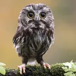 Owl Bird Sounds icon