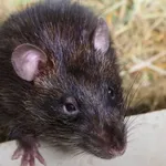 สั่นตอกเรียกหนู icon