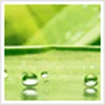 Green Leaves Theme icon