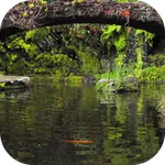 Real pond with Koi icon