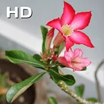 Desert rose icon