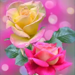 Rose Wallpaper : Flowers icon