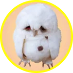 Игра на память. Птицы. 6+ icon
