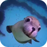 Sea Life HD Video Wallpapers G icon