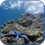 Sea Star Underwater Wallpaper icon