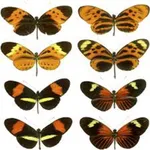 similair pic icon
