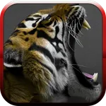 Big cats sounds icon