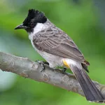 Sooty-headed bulbul sounds icon