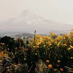 Hilltop view icon