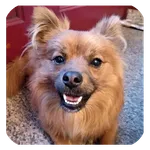TARA icon