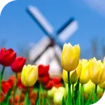 Tulips Live Wallpaper icon