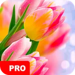 Tulip Wallpapers PRO icon