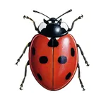 European Ladybirds icon