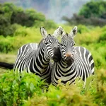 Animal & Wildlife Wallpaper icon