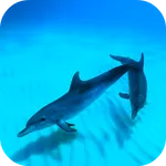 Wild Dolphins Video Wallpaper icon