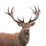 Wild Fon2 Educa - Animales sal icon