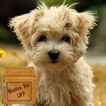 maltese puppy wallpaper icon
