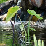 Transport In Plants icon