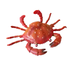 samakan gambar versi laut icon