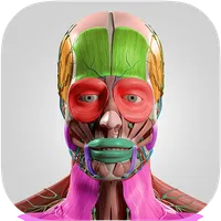 Anatomy Cards Anatomicus icon