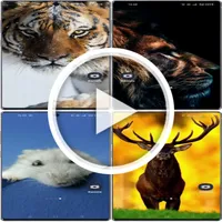 Animal Live Wallpaper 4K icon