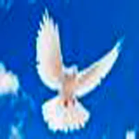 Monte Horeb Nogales Sonora icon