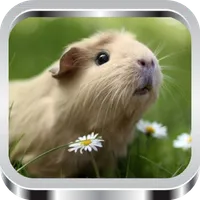 Guinea Pig: Care And Training icon