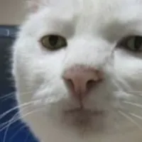 HttpCat icon