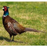 Shoot Captain - Pro icon