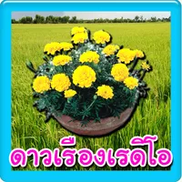 ดาวเรืองเรดิโอ ฟังวิทยุออนไลน์ icon