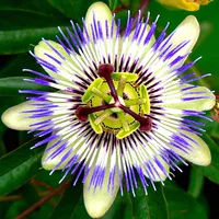 Passion Flower Plant Lore in C icon